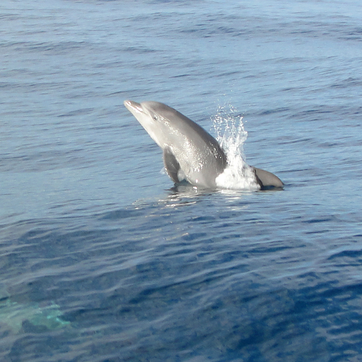 Dolphin jumps